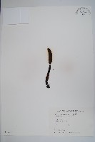 藏品(海桐生蛇菰)的圖片