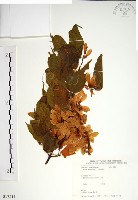藏品(尖葉槭)的圖片