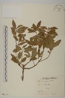 藏品(刺果衛矛)的圖片