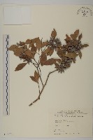 藏品(日本賽衛矛、日本假衛矛)的圖片