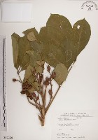 藏品(大葉樹蘭)的圖片