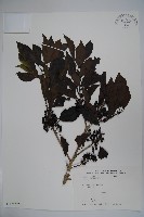 藏品(鐵冬青)的圖片