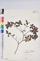 藏品(唐杜鵑、大屯杜鵑、中原氏杜鵑)的圖片