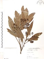 藏品(豬腳楠)的圖片