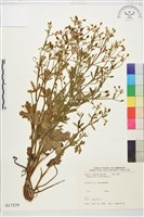 藏品(石龍芮)的圖片