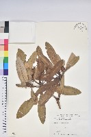 藏品(臺灣杜鵑)的圖片