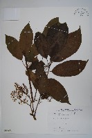 藏品(鵝掌柴、江某、鴨腳樹)的圖片