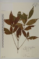 藏品(草珊瑚、紅果金粟蘭)的圖片