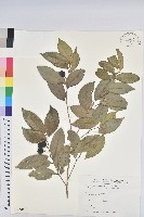 藏品(交力坪鐵色)的圖片