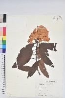 藏品(森氏杜鵑、森氏滿江紅)的圖片