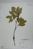 藏品(革葉冬青)的圖片