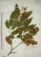 藏品(猿尾藤)的圖片