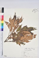 藏品(星刺栲、短刺錐粟)的圖片