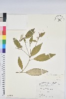 藏品(裡白巴豆)的圖片