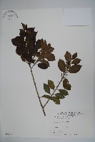 藏品(刻脈冬青)的圖片