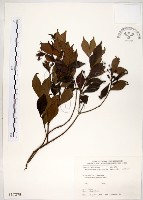 藏品(十子木、加入舅)的圖片