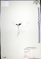 藏品(樹杞)的圖片