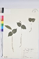 藏品(交力坪鐵色)的圖片