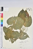 藏品(花蓮鐵莧、臺東鐵莧)的圖片