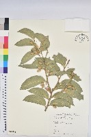 藏品(鐵色)的圖片