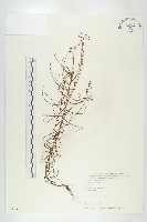 藏品(長葉茅膏菜)的圖片