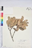 藏品(台灣石櫟)的圖片