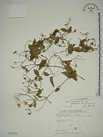 藏品(鵝鑾鼻鐵線蓮)的圖片