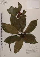 藏品(木荷)的圖片