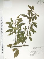 藏品(飛龍掌血)的圖片