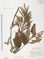 藏品(杜鵑桑寄生)的圖片