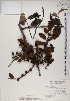 藏品(高氏桑寄生)的圖片