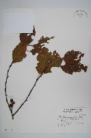 藏品(臺灣赤楊、臺灣榿木)的圖片