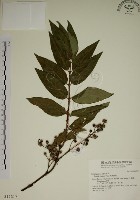 藏品(大葉溲疏)的圖片