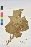 藏品(野桐)的圖片