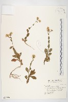 藏品(琴葉紫菀)的圖片