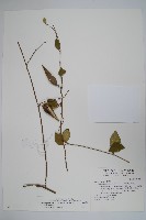 藏品(武靴藤)的圖片