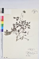 藏品(黑面神)的圖片