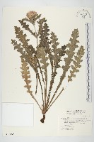 藏品(南國小薊)的圖片