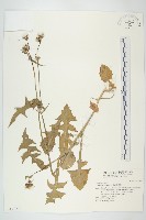 藏品(苦滇菜、苦菜)的圖片