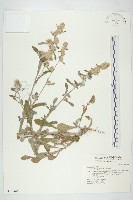 藏品(鼠麴舅)的圖片