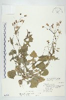 藏品(紫背草)的圖片