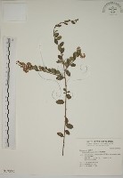 藏品(小葉黃鱔藤)的圖片