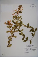 藏品(忍冬、金銀花)的圖片