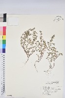 藏品(斑地錦)的圖片