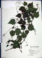 藏品(漢氏山葡萄)的圖片