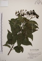 藏品(大青)的圖片