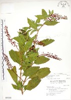 藏品(美洲商陸)的圖片