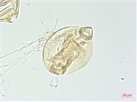 藏品(小花水丁香)的圖片