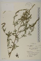 藏品(豬草、瘤果菊)的圖片