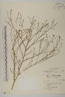 藏品(掃帚菊)的圖片